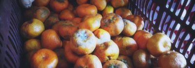 Fruta podrida