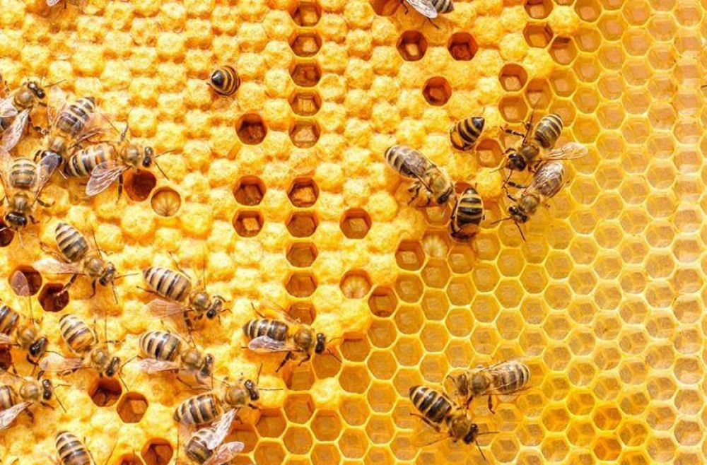 Baja la produccin de alimentos por el uso de agrotxicos en abejas
