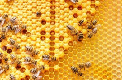 Baja la producci�n de alimentos por el uso de agrot�xicos en abejas