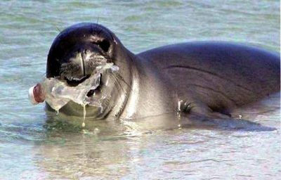 Aseguran que para el 2050 el peso de los pl�sticos en los mares superar� el peso de todos los peces