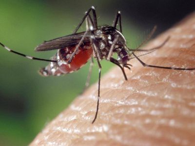 Leishmaniasis: 45 casos confirmados, entre ellos dos menores