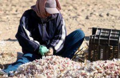 Estiman que disminuy� entre 30 y un 40% la superficie cultivada de ajo