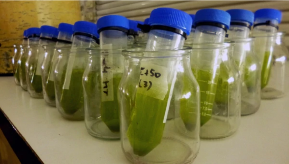 Con microalgas, investigadores de la UBA logran reducir la contaminacin en el Riachuelo