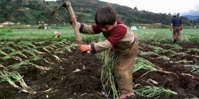 Horror: Gerardo Morales habilit� el trabajo infantil en Jujuy