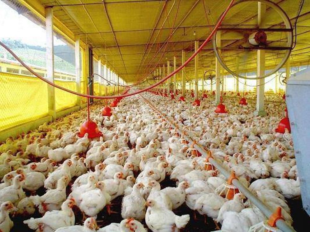 Usarn paneles solares en galpones de pollos para disminuir costos
