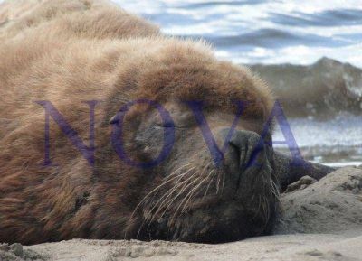 La muerte de los lobos marinos lleg� al Concejo Deliberante