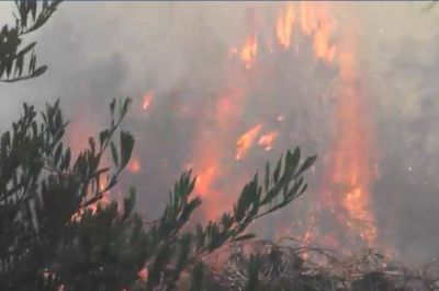 El incendio de un basural afect� el bosque de Villa Gesell, alarm� a vecinos y turistas