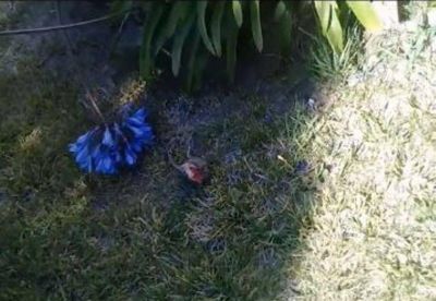 Preocupan en Km3 los �basurales� en patios y la aparici�n de ratas
