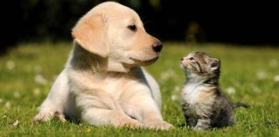 Proponen crear en Mar del Plata un Cementerio y Crematorio de mascotas