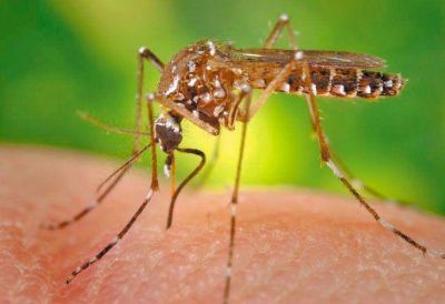 El Gobierno lanz� una alerta por el aumento de casos de dengue