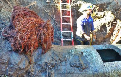 ¡Increíble! ABSA extrajo 1.200 kilos de raíces del acueducto entre 9 de julio y Carlos Casares