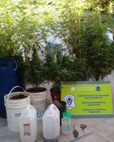 Luro: hallan plantaci�n de marihuana en la casa de un primo de la ex intendenta