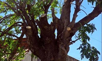 El Puerto Quequ�n y los parques e�licos: fotos de los destrozos realizados para que circulen los camiones con las aspas