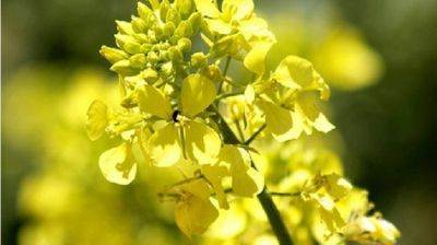 Desarrollar�n aceite en base a �Brassica Carinata� para producci�n de biocombustibles con 70% menos de poluci�n