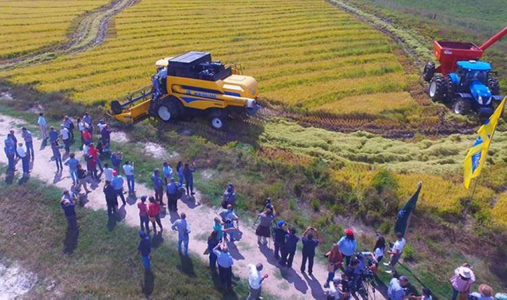 URUGUAY: Cultivadores de arroz muestran preocupacin por alto costo de combustibles