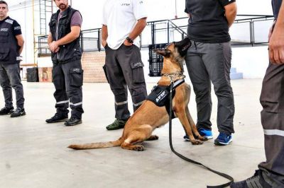 C�mo entrena la AFIP a los perros que detectan d�lares y drogas