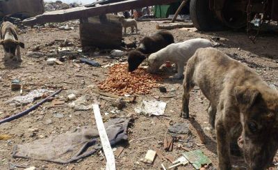 Proteccionistas y un reclamo urgente por la situaci�n en un basural local