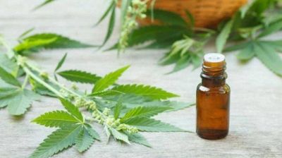 Ordenan a una obra social garantizarle el cannabis medicinal a una paciente con esclerosis m�ltiple y epilepsia