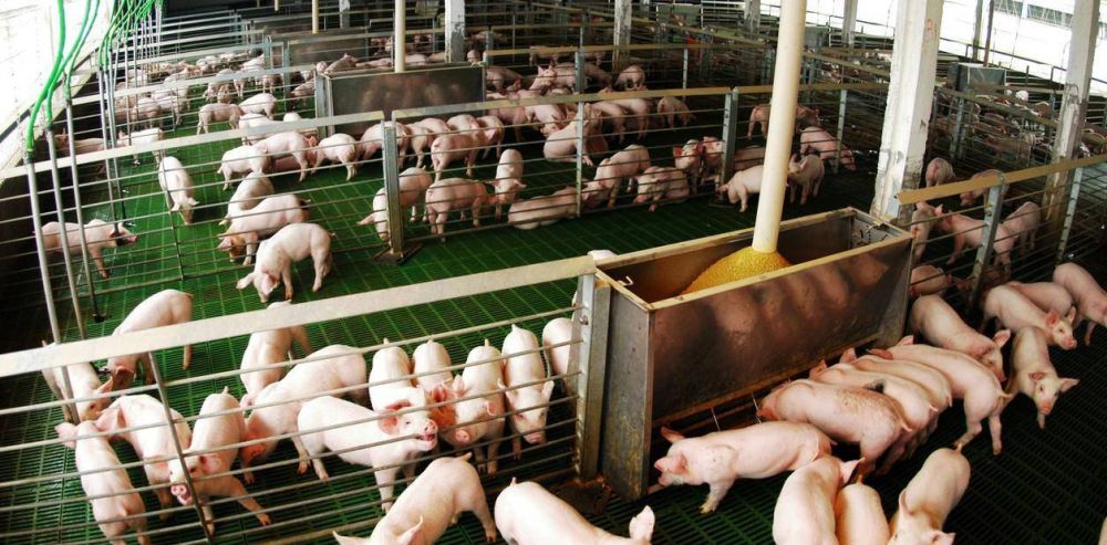 Econom�a circular: una empresa porcina generar� energ�a el�ctrica a partir de los residuos de los animales