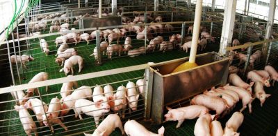 Econom�a circular: una empresa porcina generar� energ�a el�ctrica a partir de los residuos de los animales