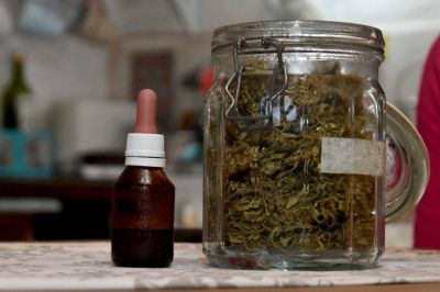 El uso del cannabis medicinal crece en Mar del Plata a la par del autocultivo