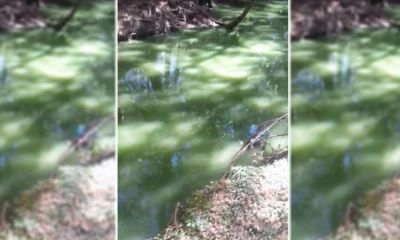 Video: preocupaci�n por el extra�o color del agua de un arroyo de Pilar