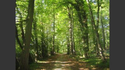 Transfieren recursos para el cuidado de bosques