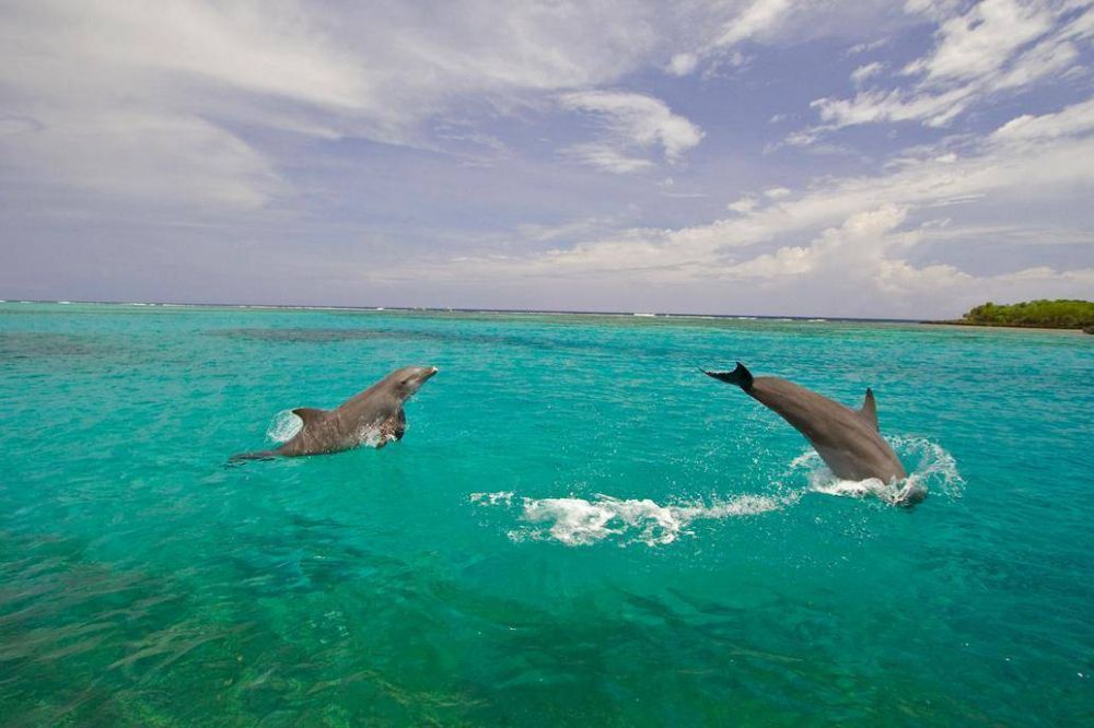 Da de la Tierra: la paradisaca isla en la que los delfines le ganaron al plstico