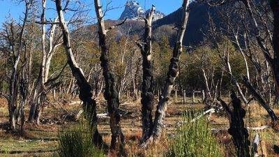 PAE y el Ministerio de Ambiente avanzan en la recuperaci�n del bosque de Cholila