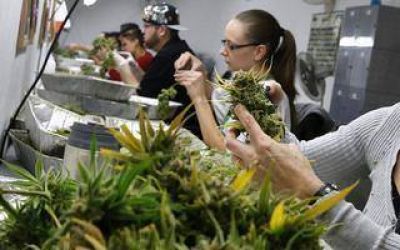 Cannabis medicinal: el director regional de Inta detall� c�mo ser� el viaje a Estados Unidos con Salazar