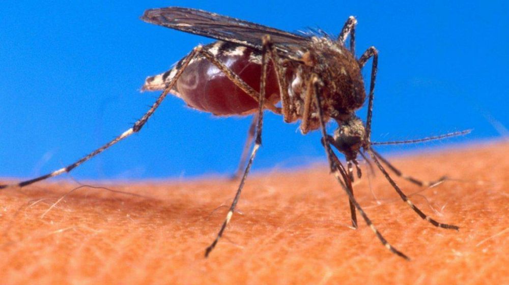 Confirmaron 680 casos de dengue en Salta