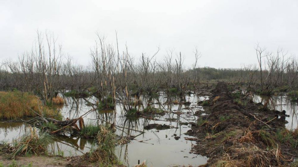 Los humedales de La Plata estn contaminados con agroqumicos