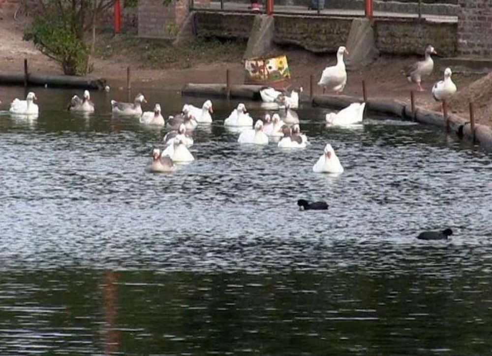 La Municipalidad tiene a los animales del Lago de los Cisnes abandonados y sin alimentar
