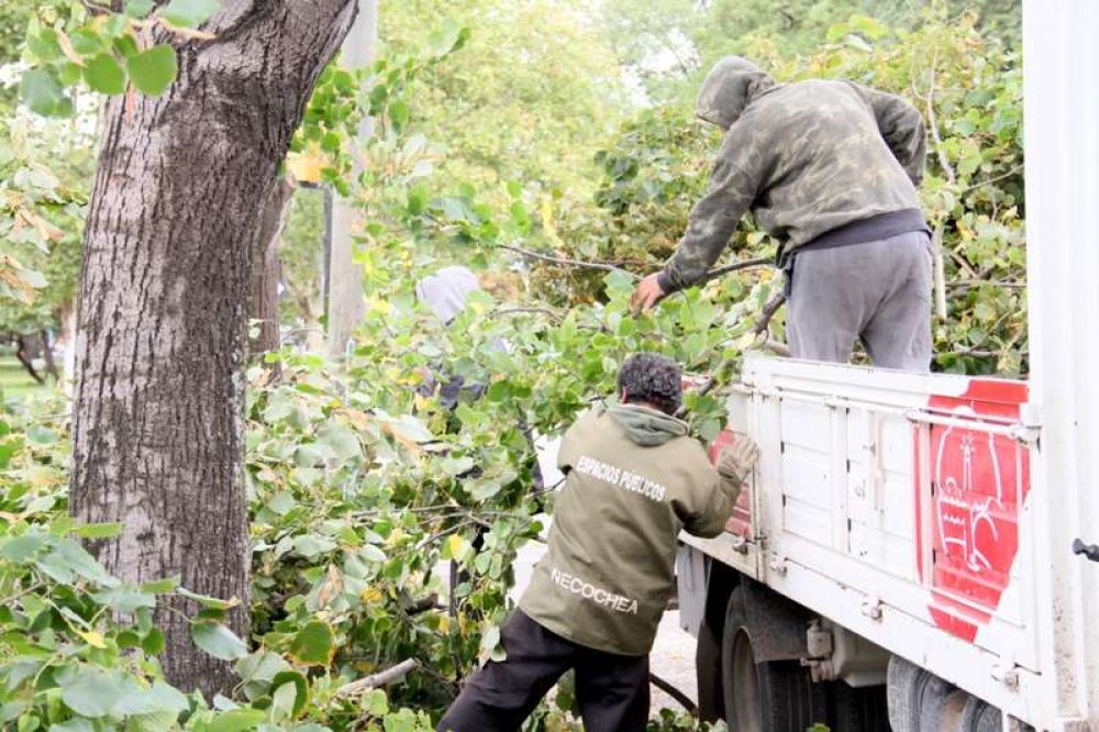 Comenz� la temporada de poda en el n�cleo urbano