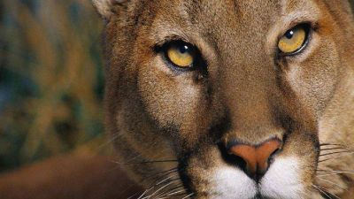 Secretar�a de Ambiente flexibiliza las pol�ticas de protecci�n de la fauna silvestre