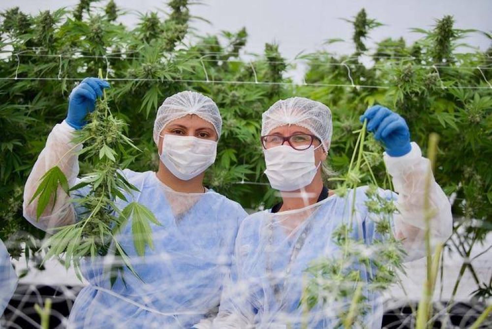 Uruguay potencia su apuesta al cannabis legal: 19 empresas ya cultivan sobre unas 1.000 hectreas