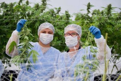 Uruguay potencia su apuesta al cannabis legal: 19 empresas ya cultivan sobre unas 1.000 hectáreas