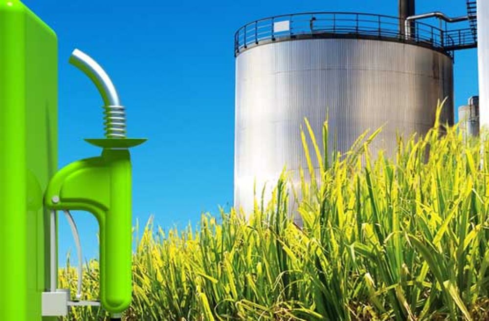 Informe: La situaci�n de los Biocombustibles en la Argentina 2019