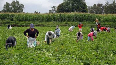 Un informe desmiente a Macri: casi la mitad de los puestos de trabajo en el campo son precarizados