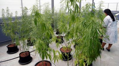 Tailandia comenz� a proveer cannabis medicinal a pacientes oncol�gicos