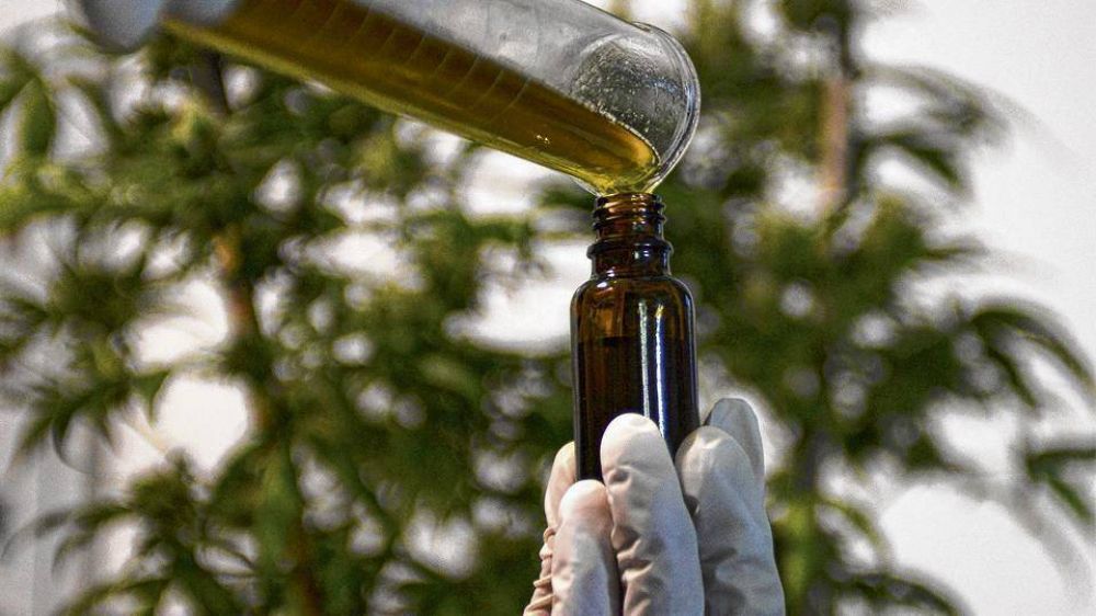 Hurlingham aprob la produccin pblica de cannabis medicinal 