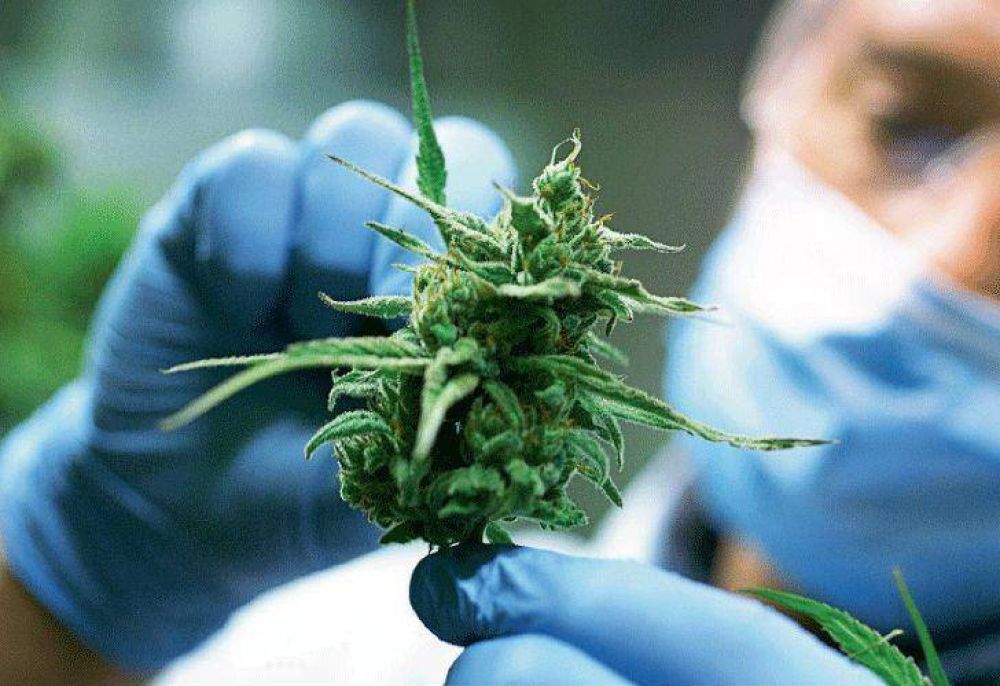 Uso medicinal del cannabis: la experiencia canadiense