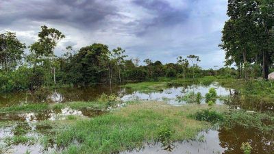 Parolin en la ONU: protejamos los bosques tropicales y sus habitantes