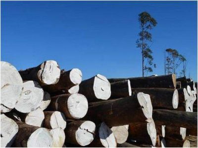 Impulsan un programa para mejorar el uso sustentable del palo santo