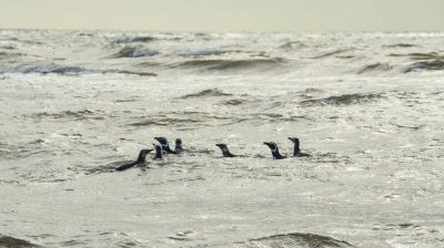Hallan por primera vez plástico en pingüinos de la Antártida