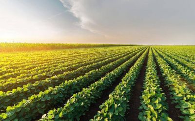 Coca-Cola elevar� 66% compras a agro mexicano