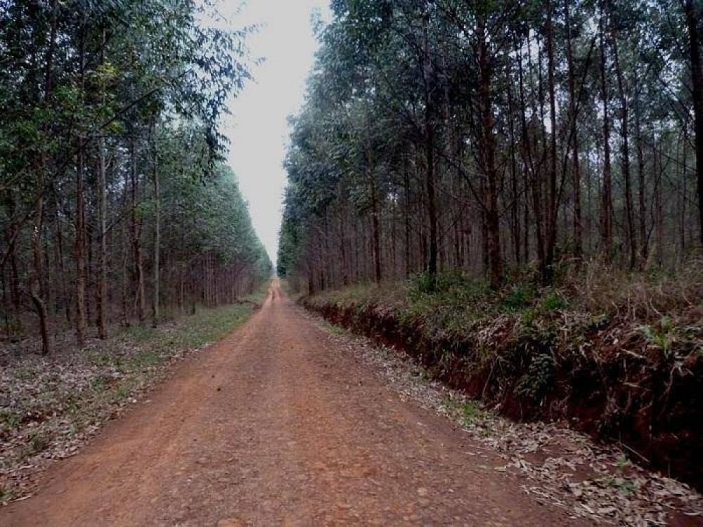 Proteccin ambiental: proponen ley que limite plantaciones foresto industriales en zonas urbanas y cursos de agua