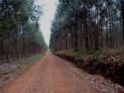 Protecci�n ambiental: proponen ley que limite plantaciones foresto industriales en zonas urbanas y cursos de agua