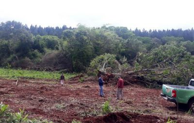 Aplicar�n multa millonaria por desmonte en cercan�as del Paraje Para�so, en San Pedro