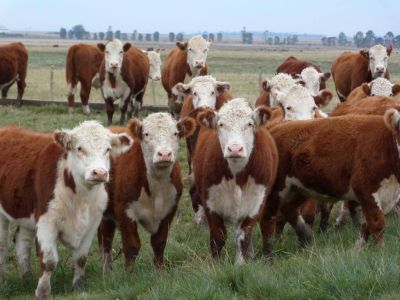 Carne: Federaci�n gremial rechaz� la exportaci�n de ganado en pie